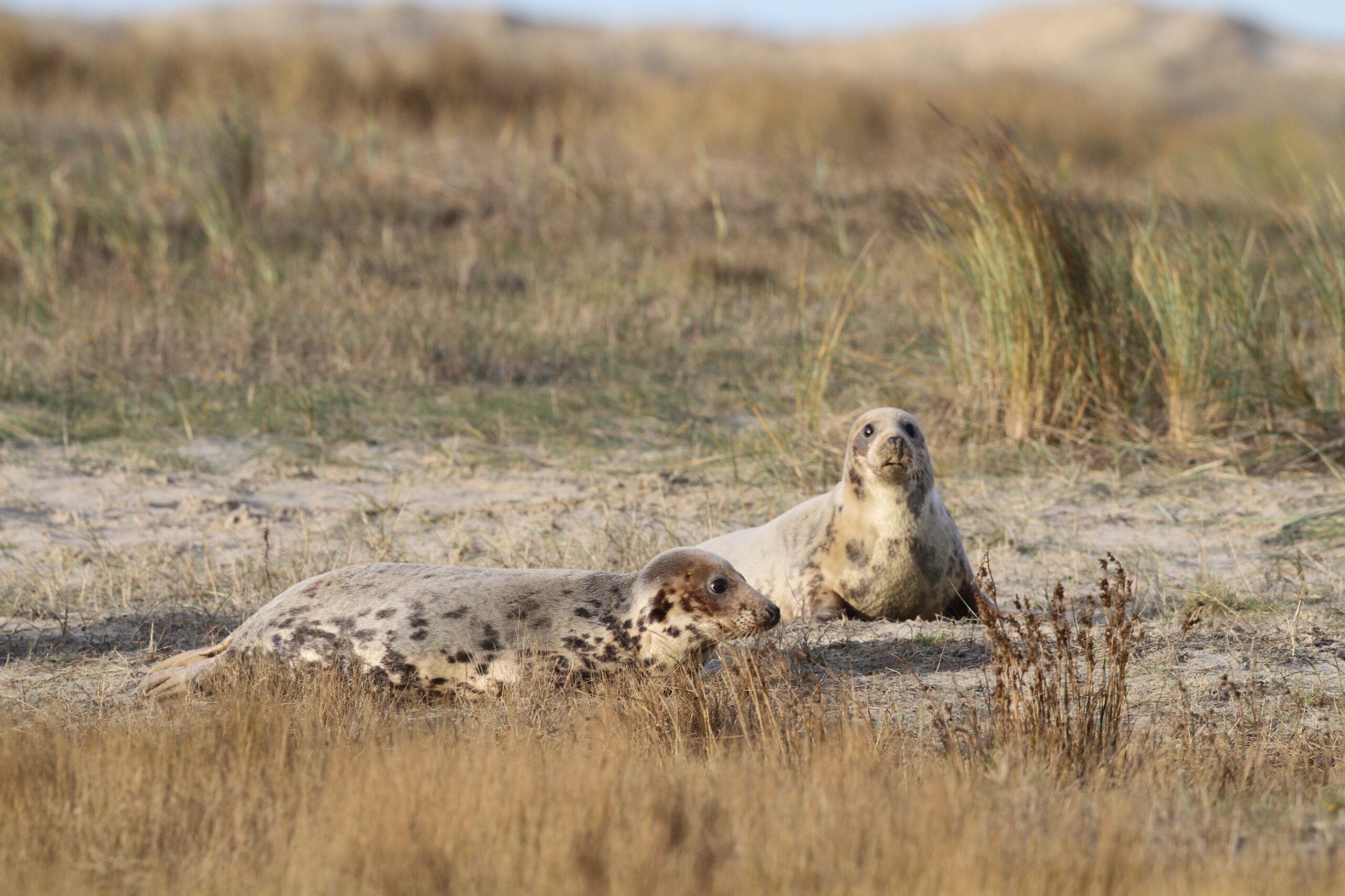 Grijze zeehonden in de duinen