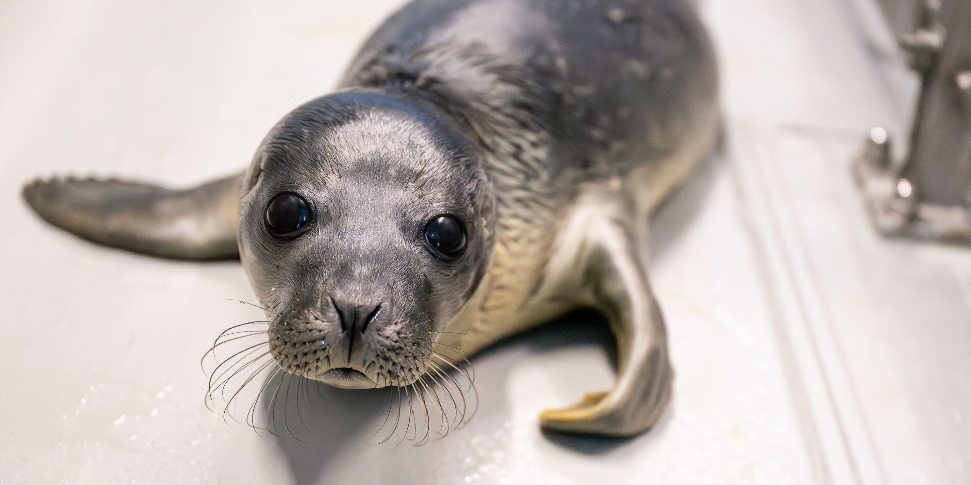 Grijze zeehond in bad in opvangcentrum