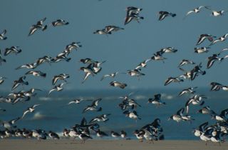 Onderzoek naar de Waddenzee