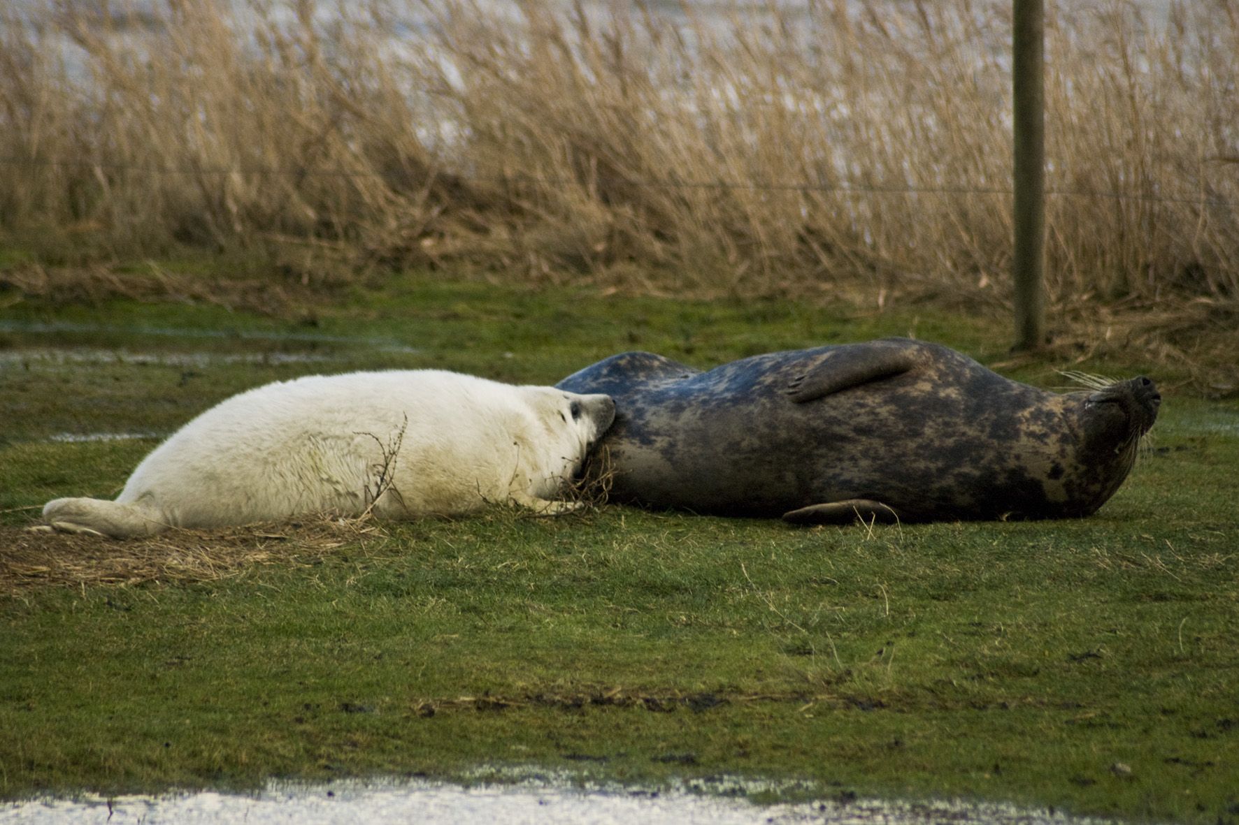 Zeehond - moeder en pup zogen