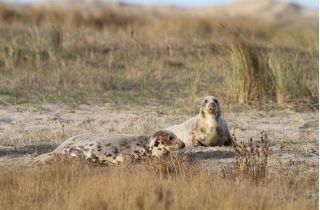 Grijze zeehonden in de duinen