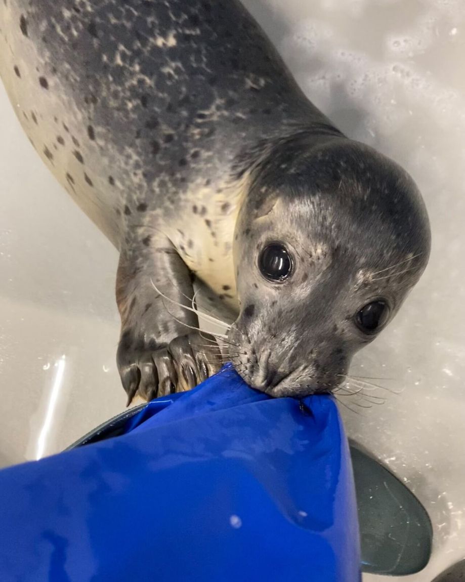 zeehond van dichtbij