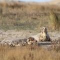 Grijze zeehonden in de duinen