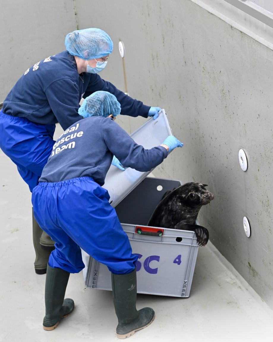zeehond van dichtbij