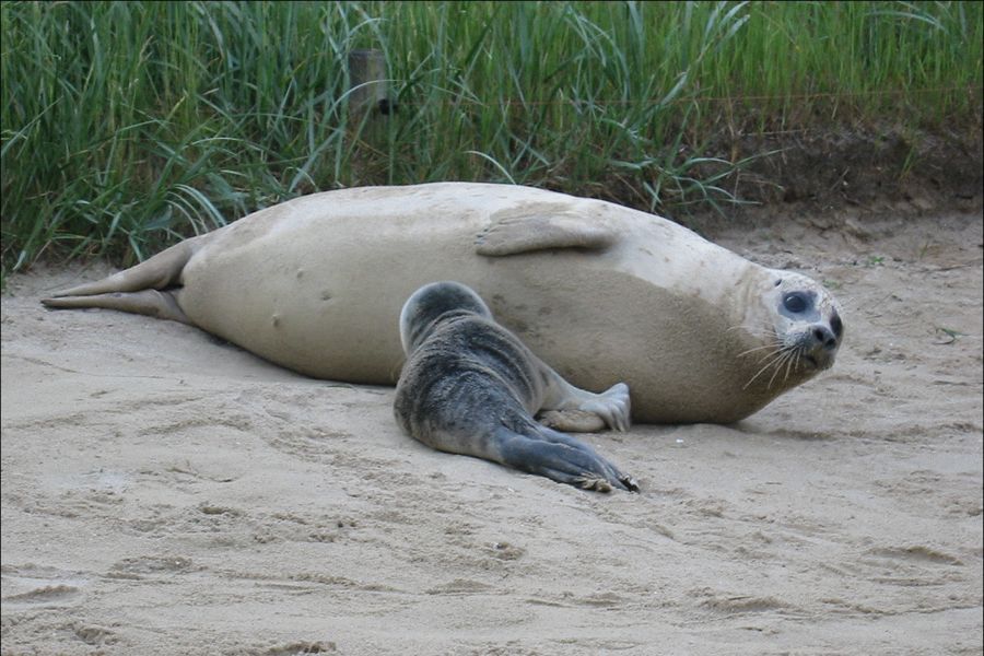 Zeehond - moeder en pup zogen