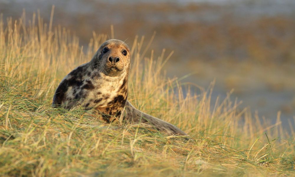 Grijze zeehonden op het strand