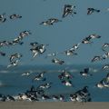 Onderzoek naar de Waddenzee