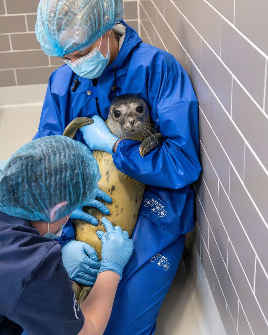 Medewerker maakt foto van zeehond in opvang