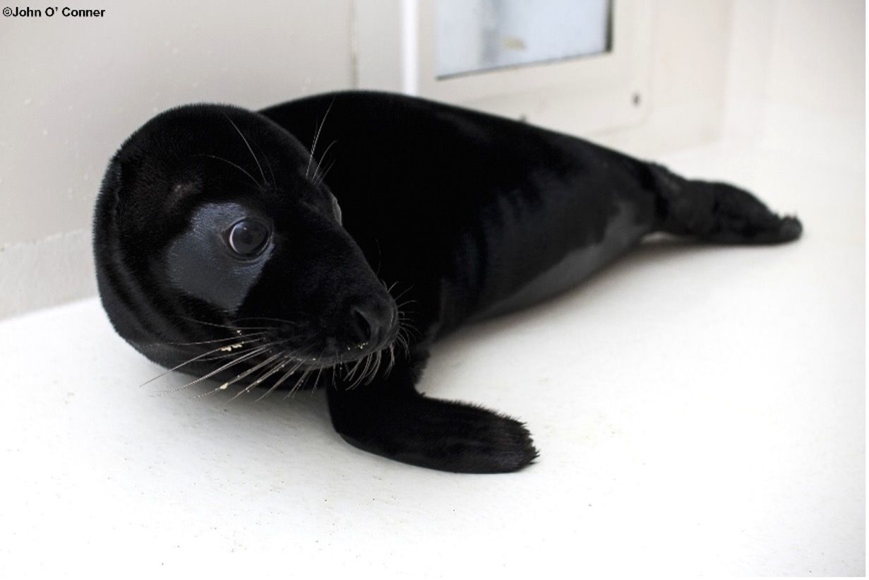 Zeehond met melanisme