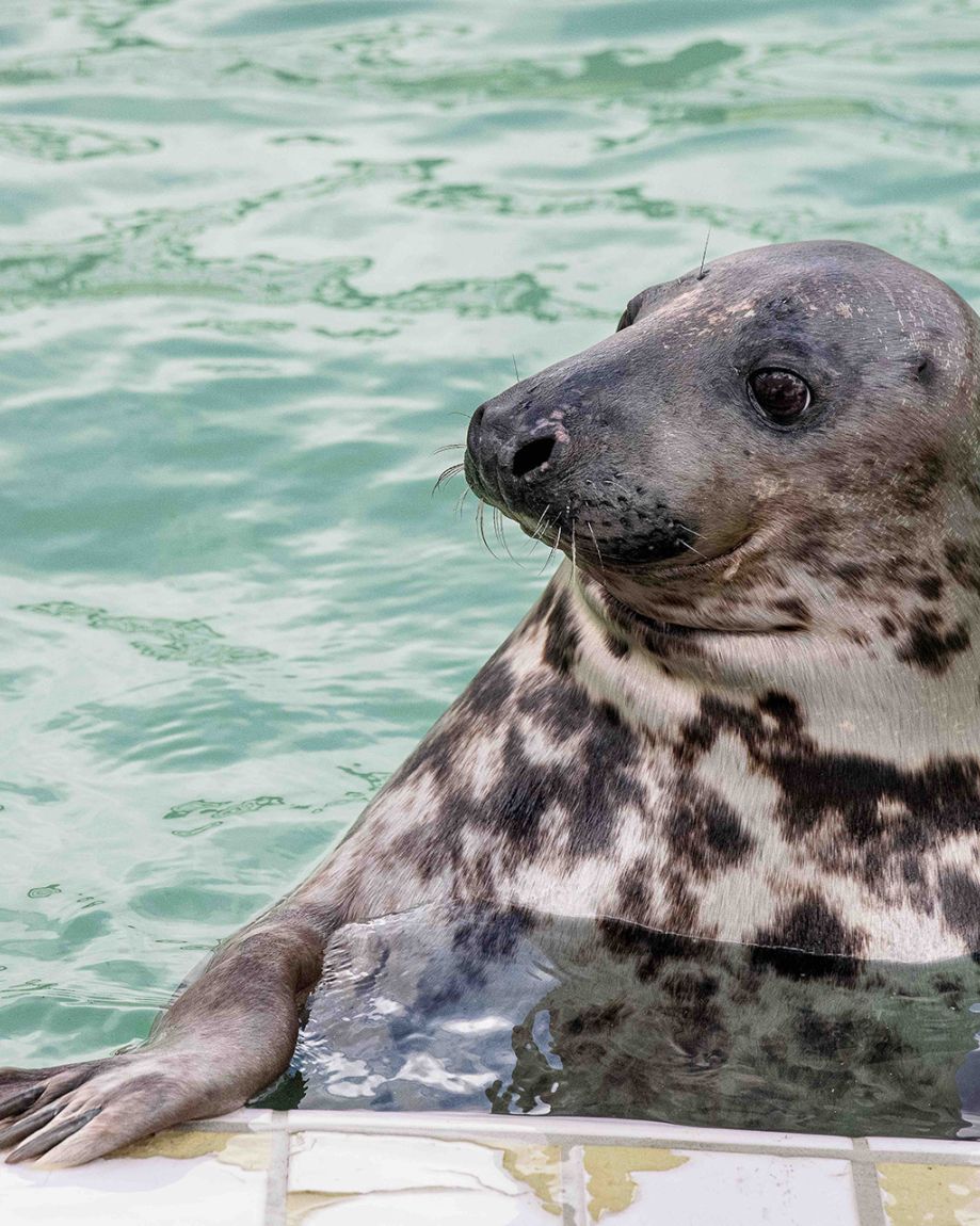 volwassen grijze zeehond in opvang