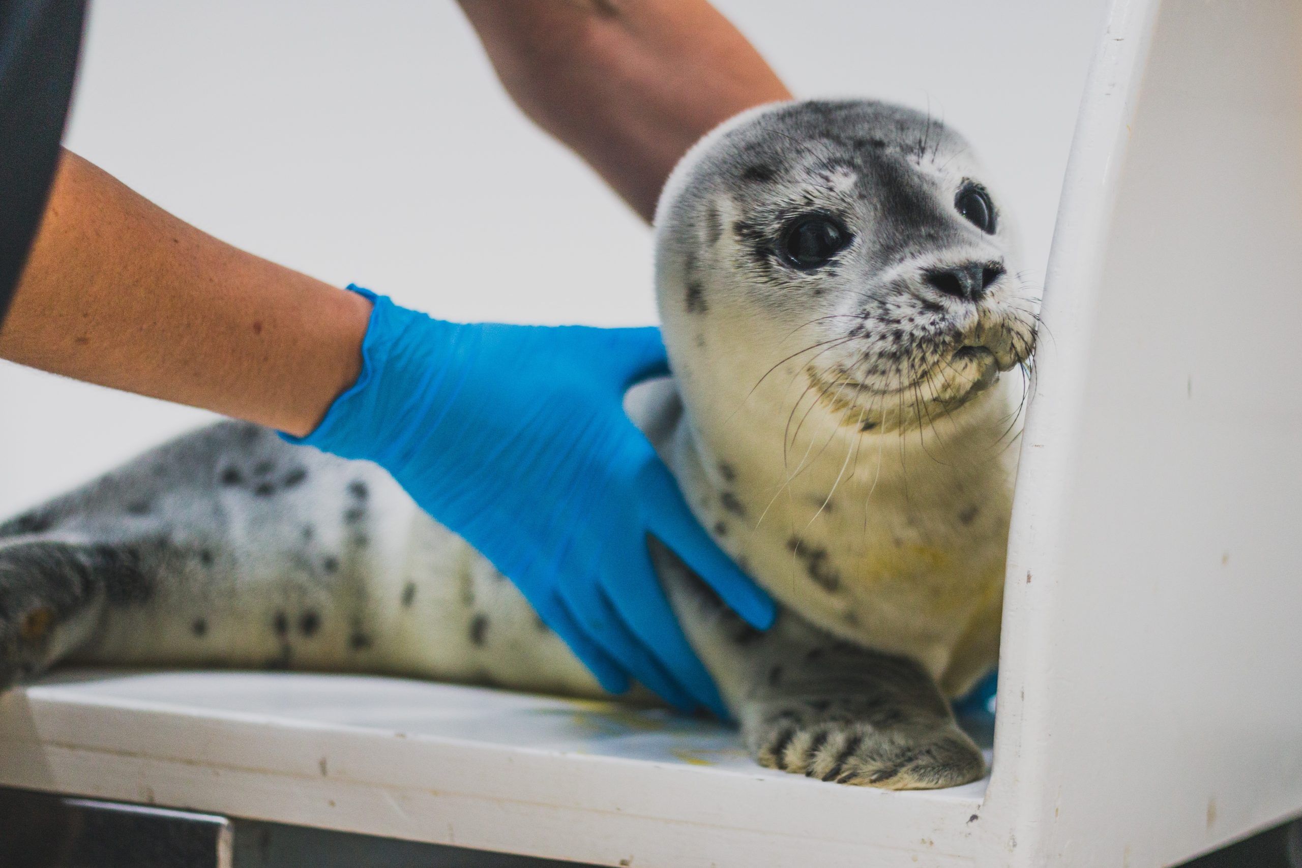 Leer meer over de zeehonden in het centrum via onze nieuws brief