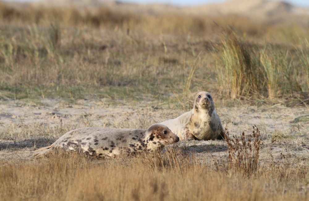 Grijze zeehonden in duinen