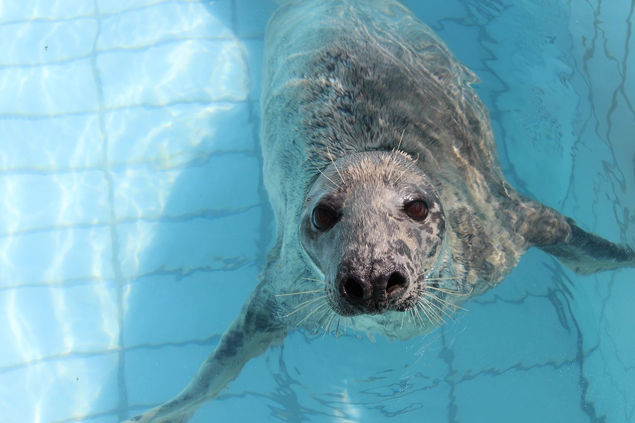 Rare hooded seal pup born in Netherlands moved away from humans, Netherlands