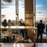 zone over zeehonden in het WEC