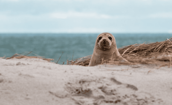 Zeehond in duinen