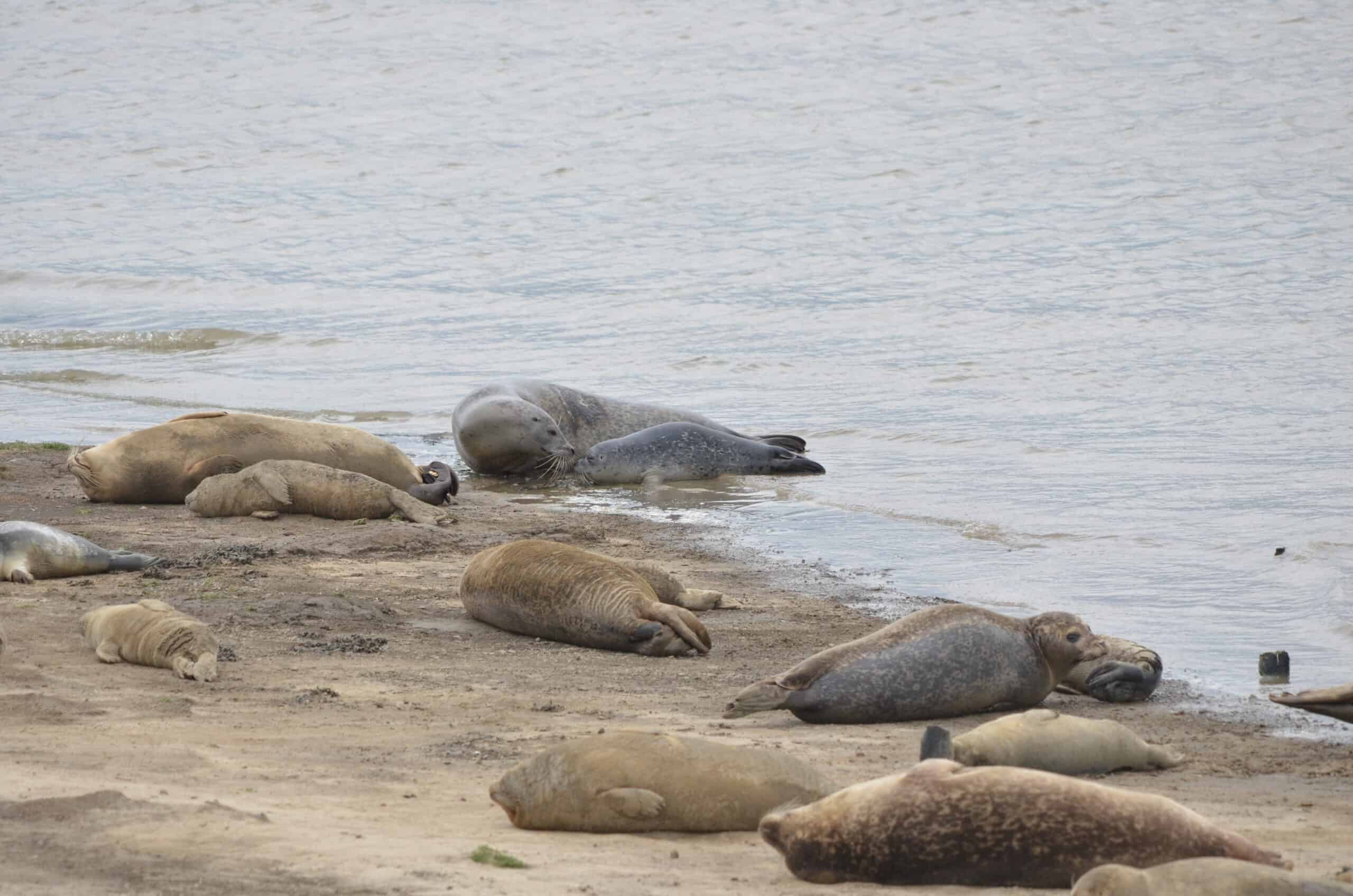 Zeehondenmoeder en pup