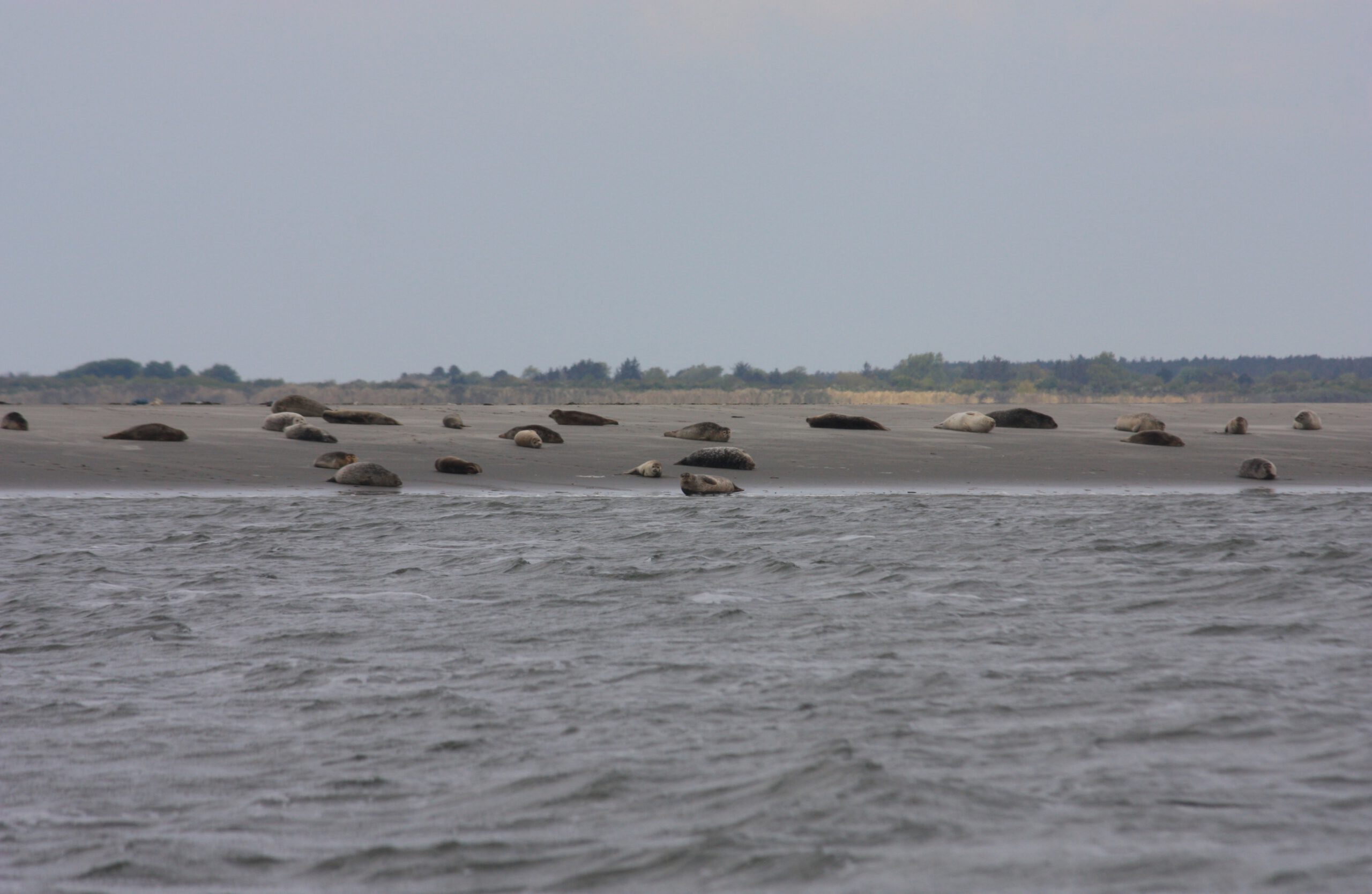 Zeehonden rusten op zandbank