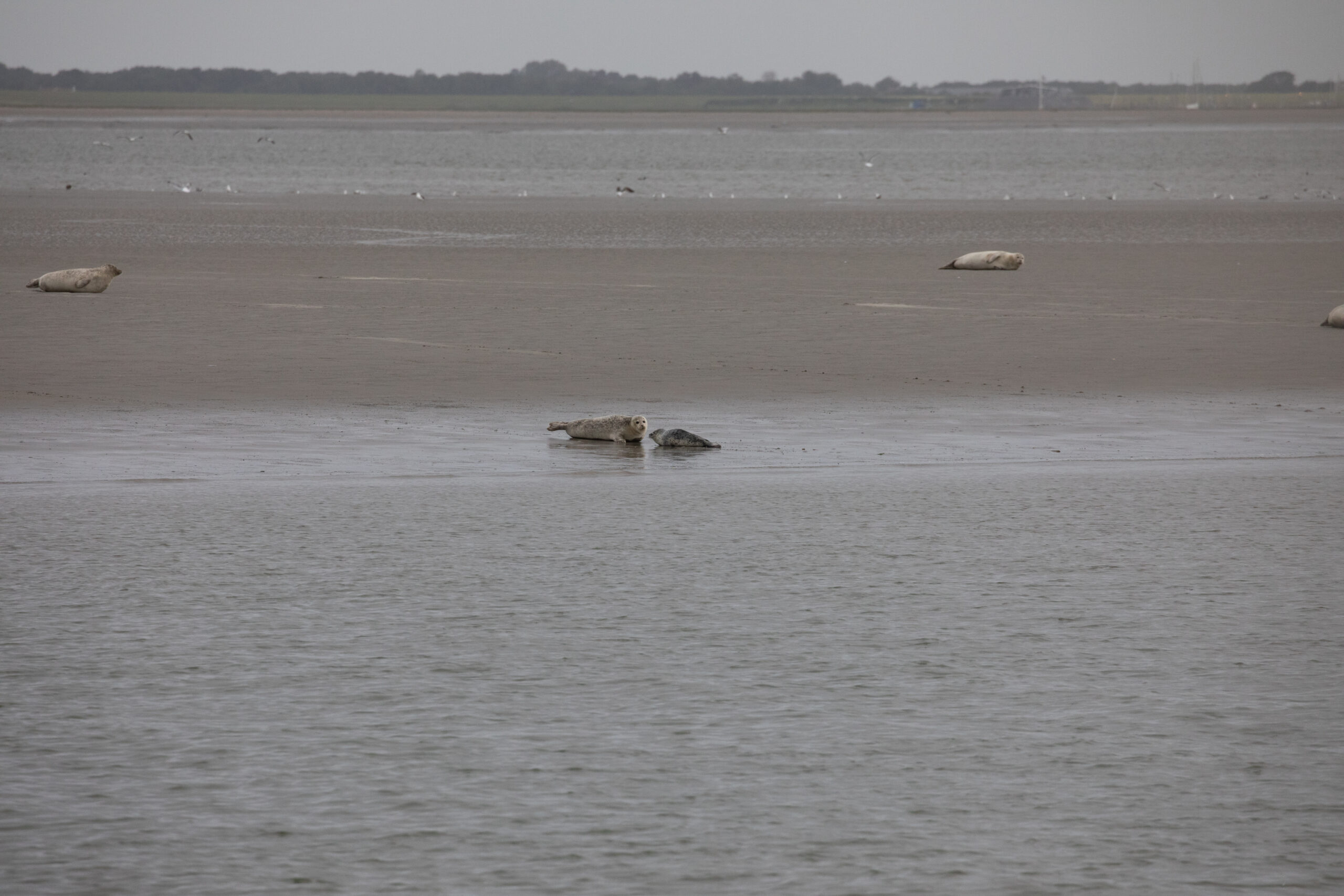 Zeehonden in Waddenzee