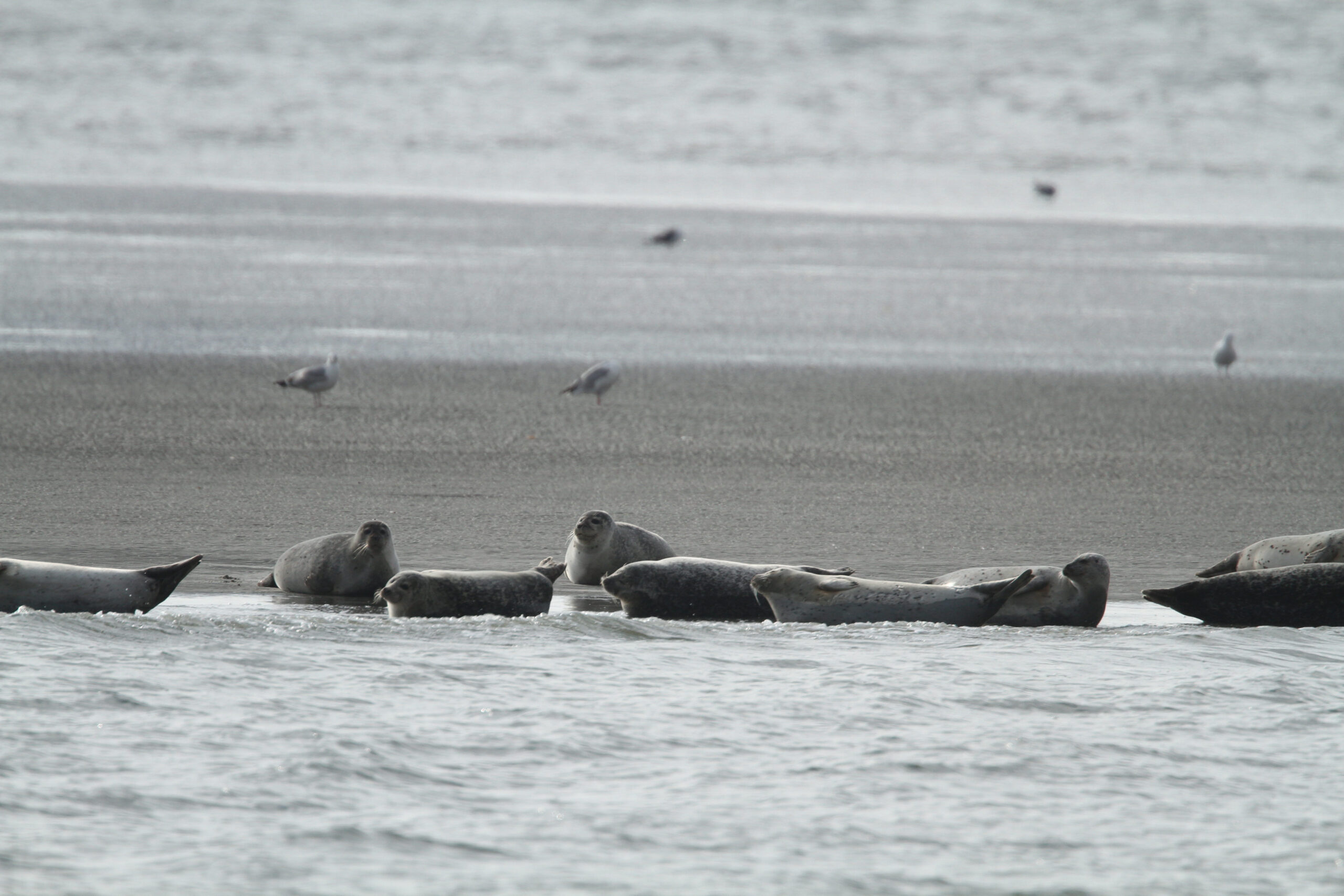 Gewone zeehonden in de Waddenzee