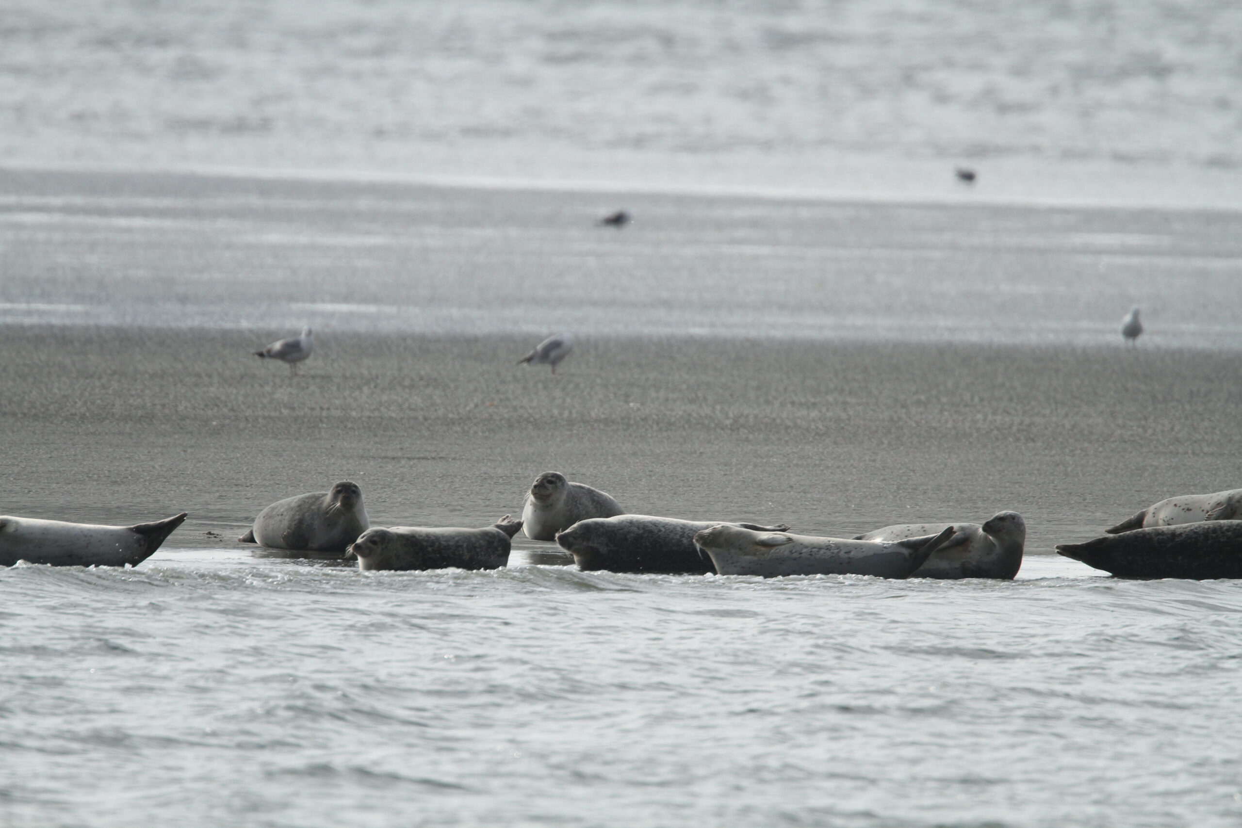 Gewone zeehond in de Waddenzee