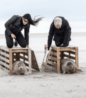 zeehonden worden vrijgelaten dit is wat we doen