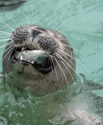 Zeehond met vis in de bek