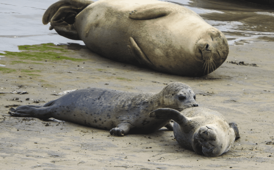 Gewone zeehond moeder en pups