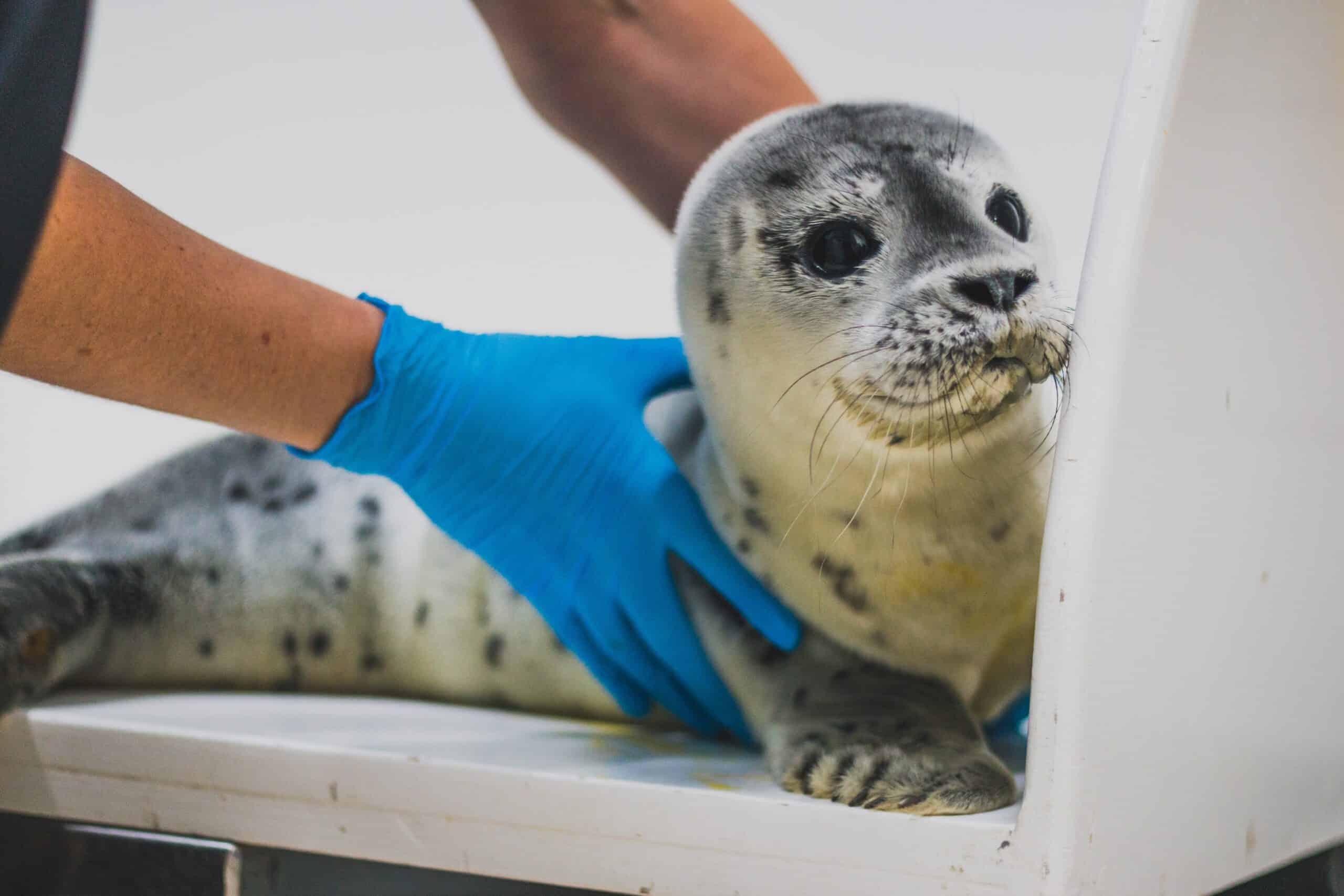 pup gewone zeehond wordt opgevangen