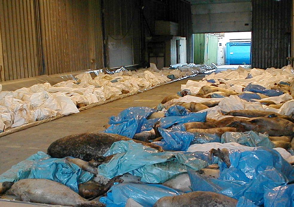 Vele dode zeehonden door zeehondenvirus