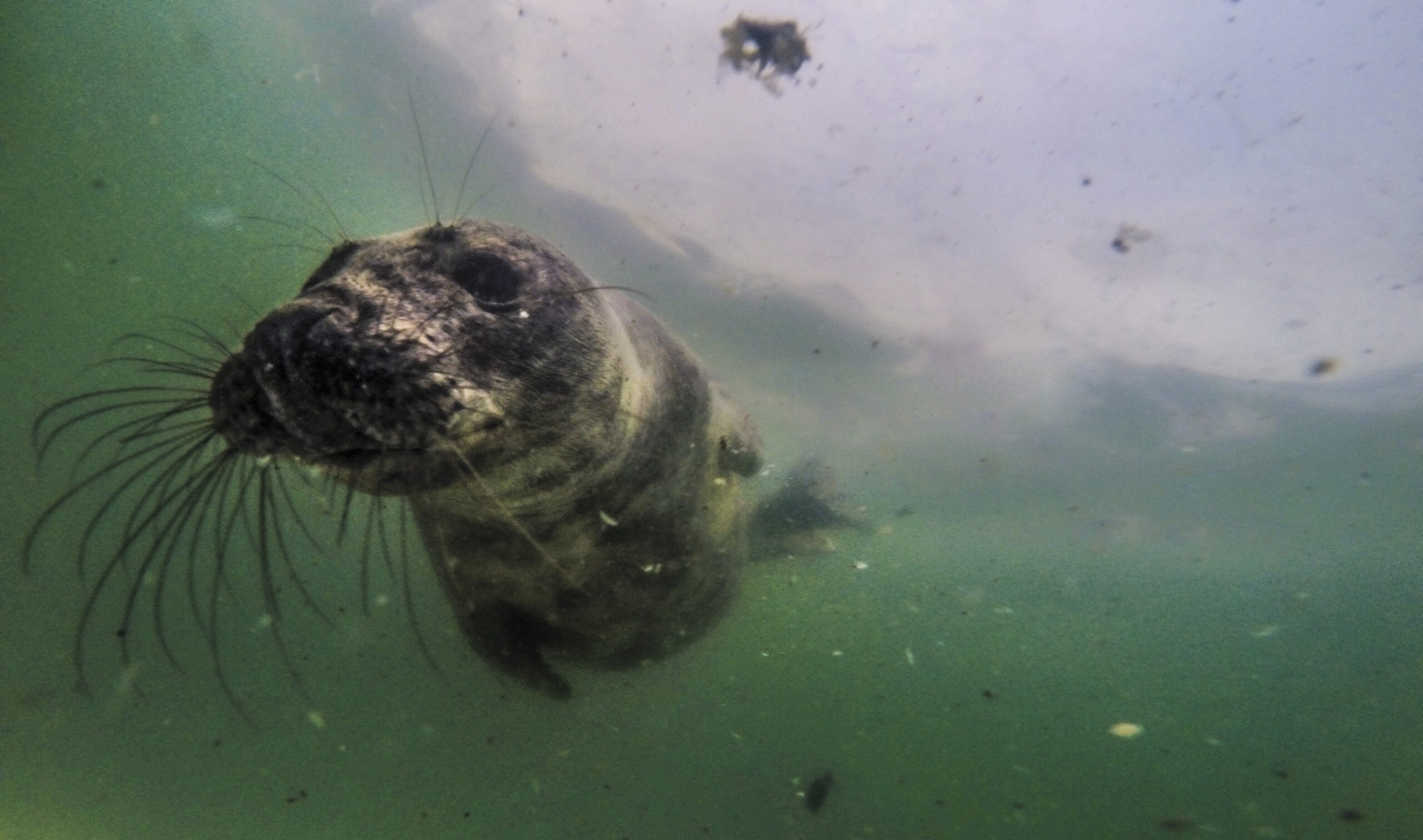 Zeehond onder water