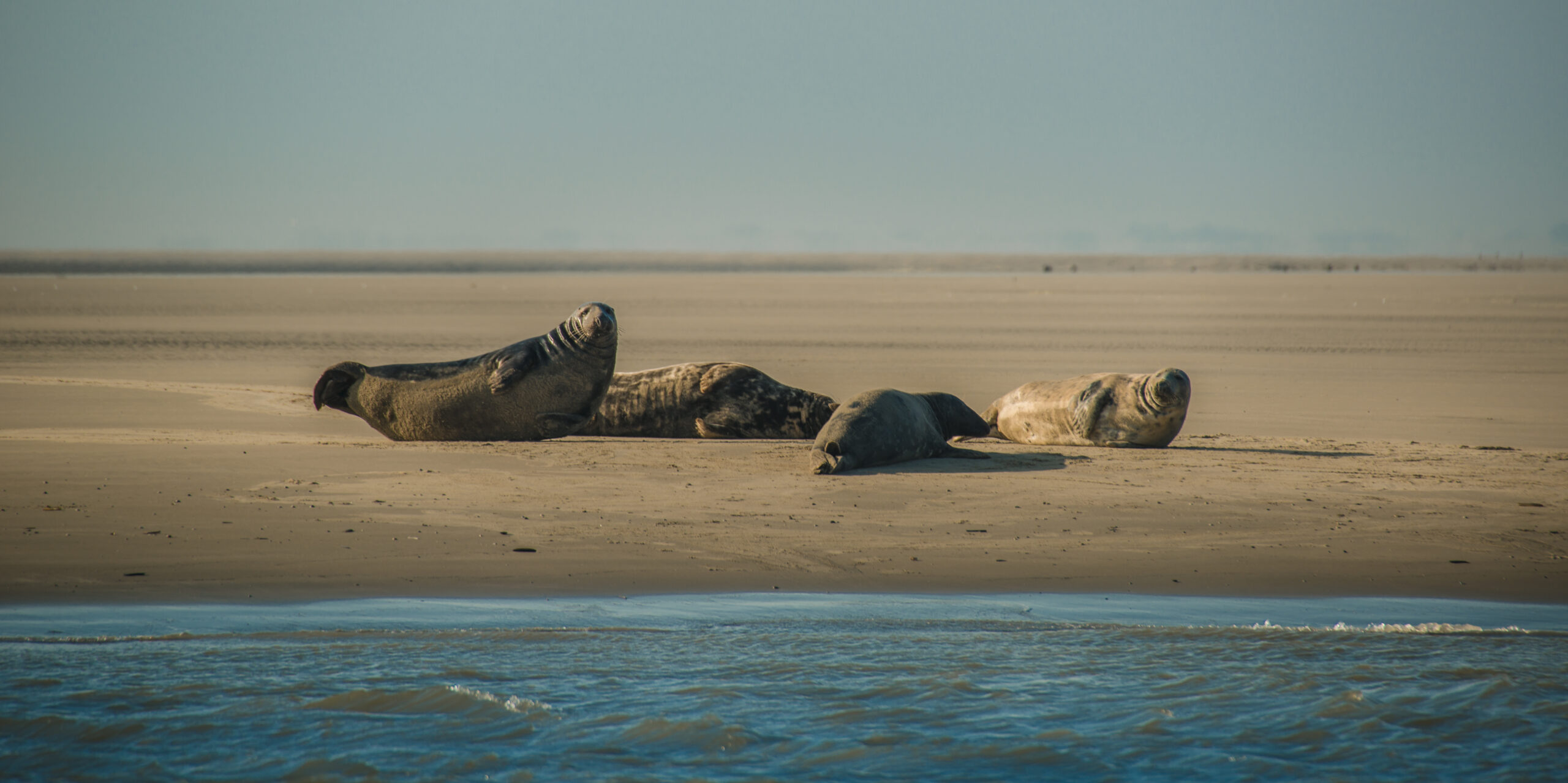 grijze zeehonden op zandplaat
