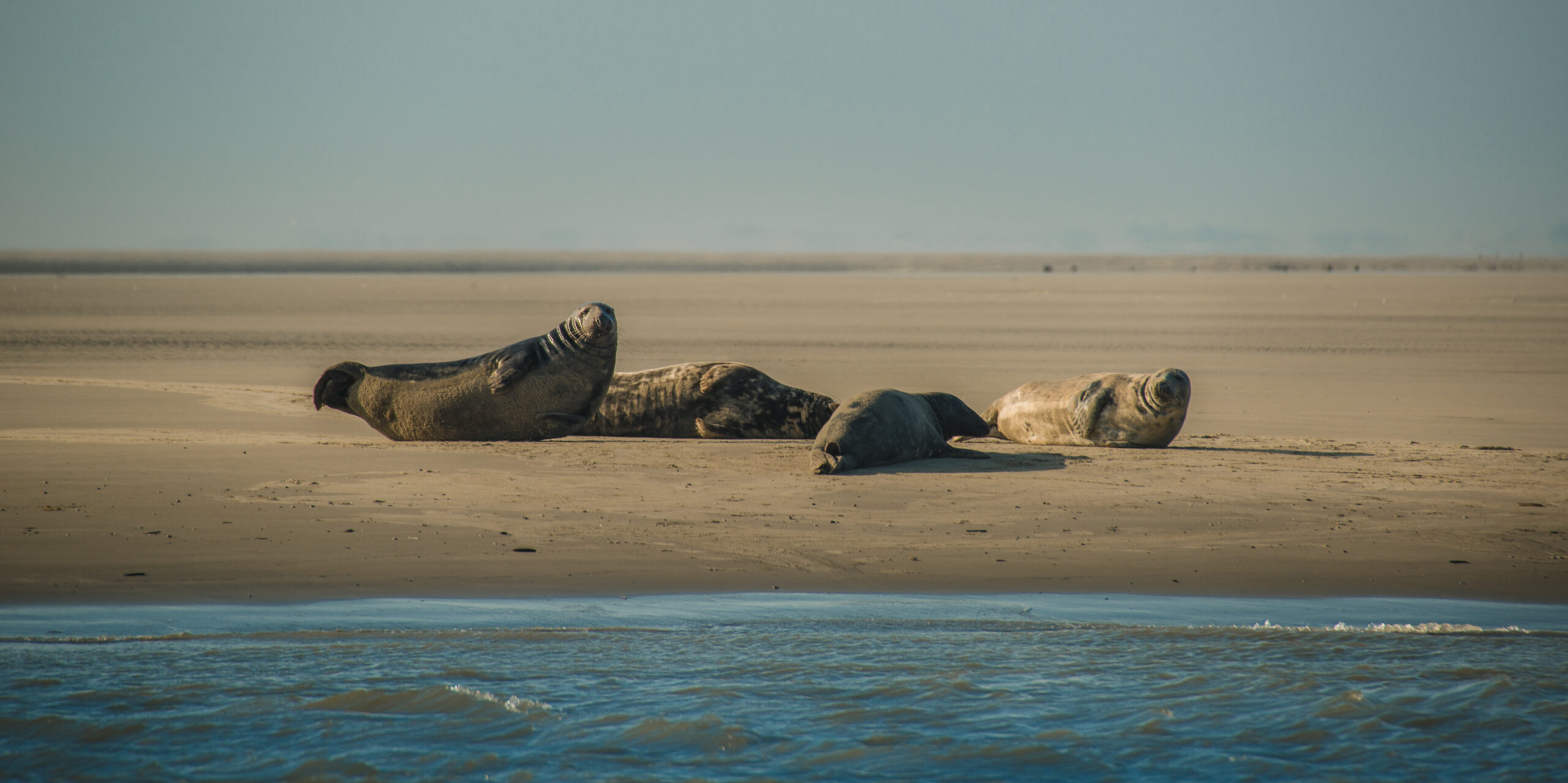 Een gezonde zeehond in een gezonde zee