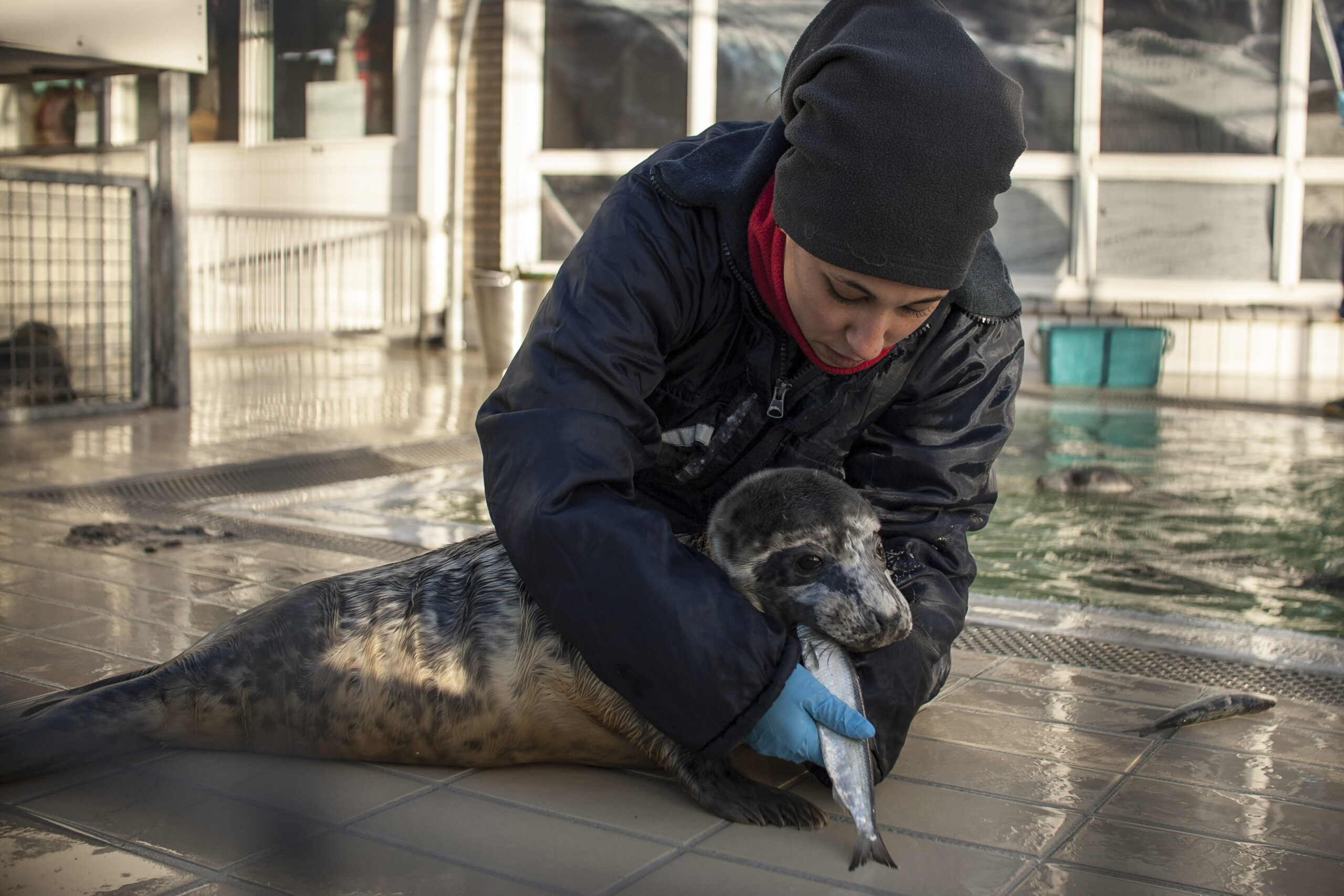 grijze zeehond wordt gevoerd door verzorger