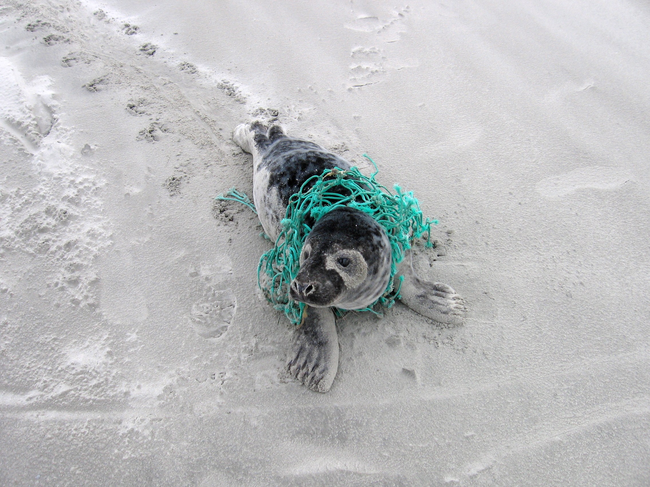 Zeehond verstrikt in visnet