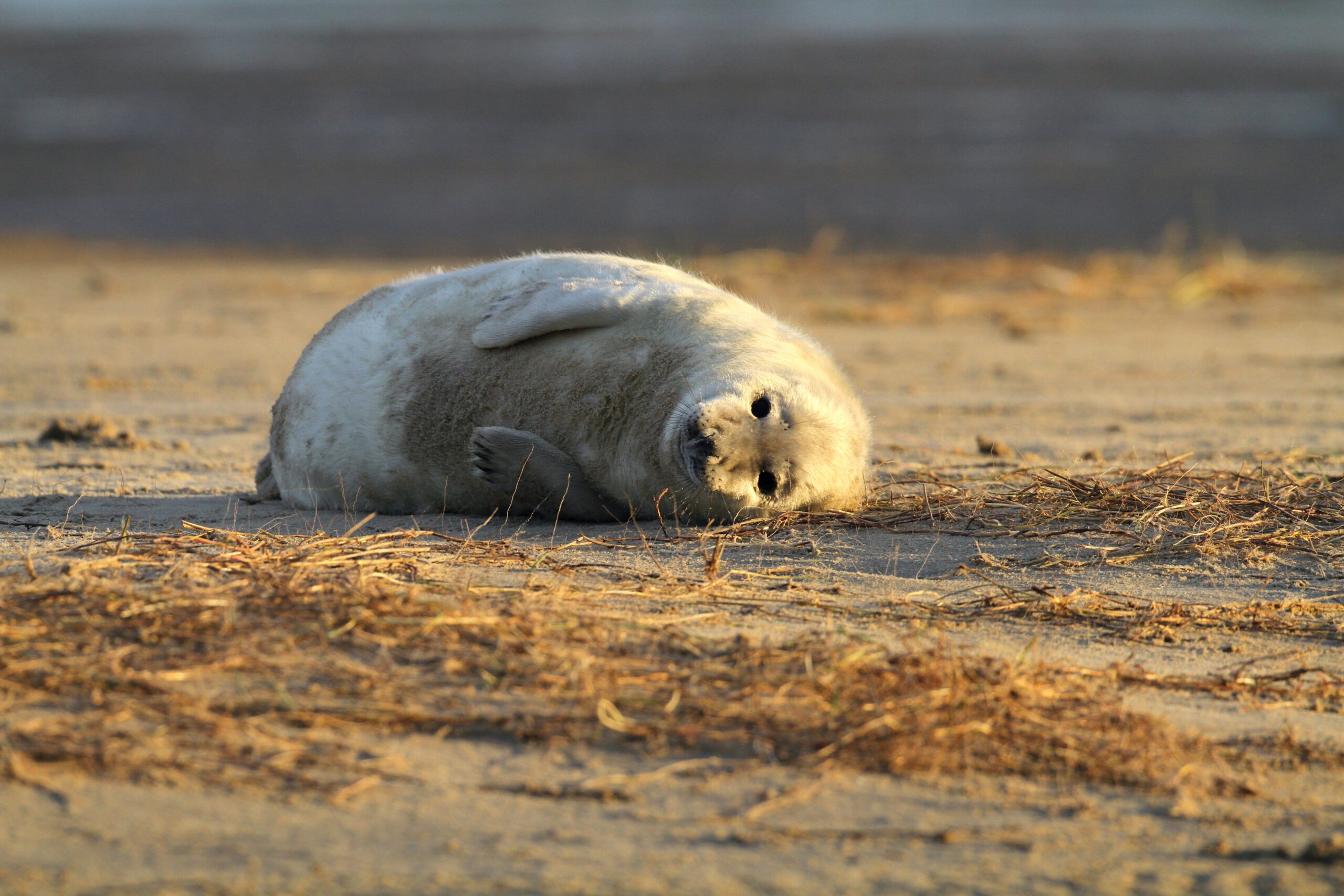 Zeehondenpup