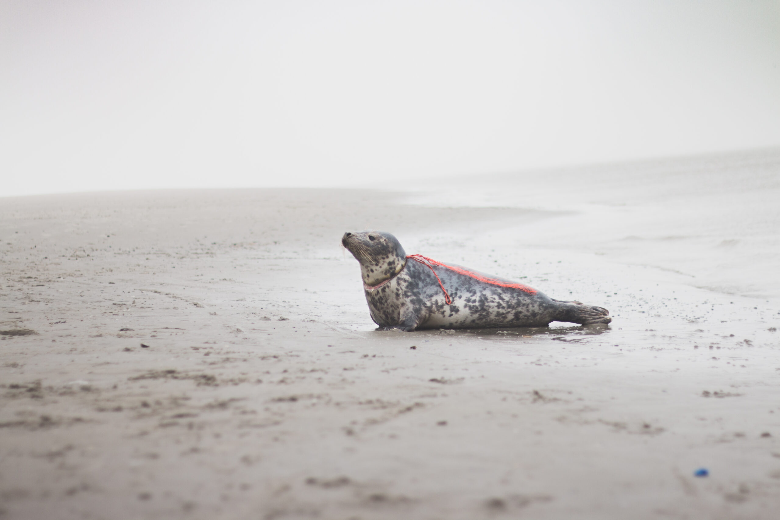 verstrikte zeehond op het strand