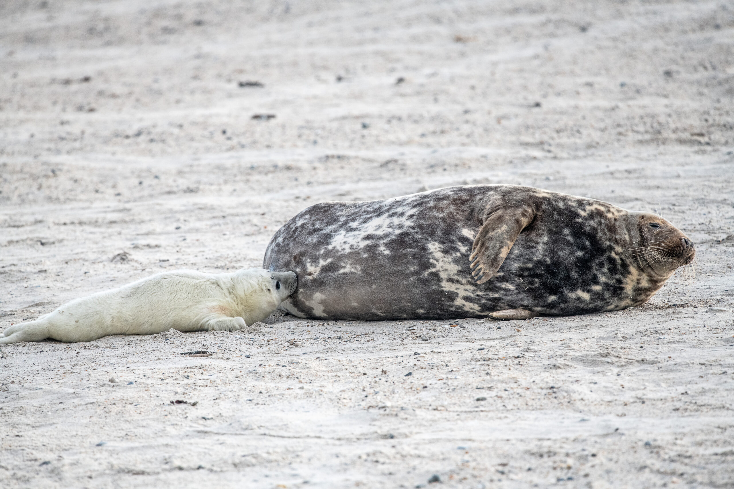 zeehonden moeder en pup op het strand