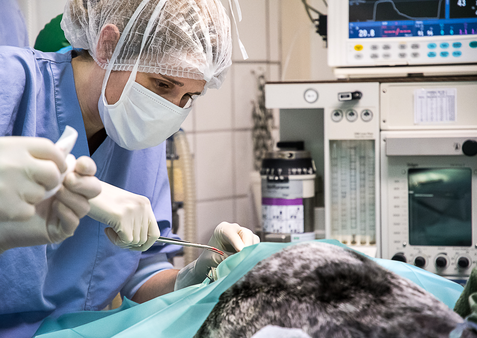 Dierenarts voert operatie uit bij grijze zeehond