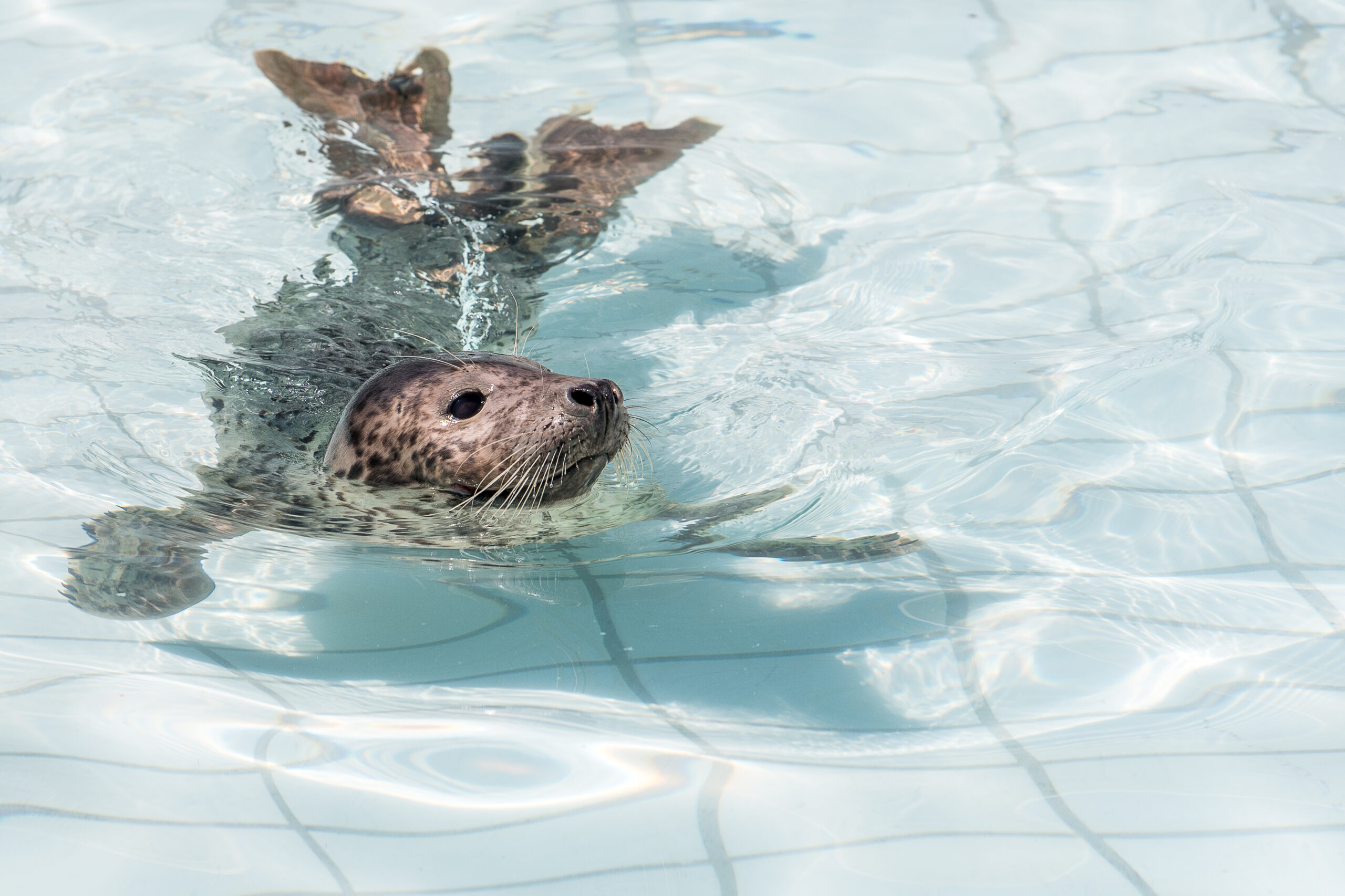 Grijze zeehond in bad in opvangcentrum