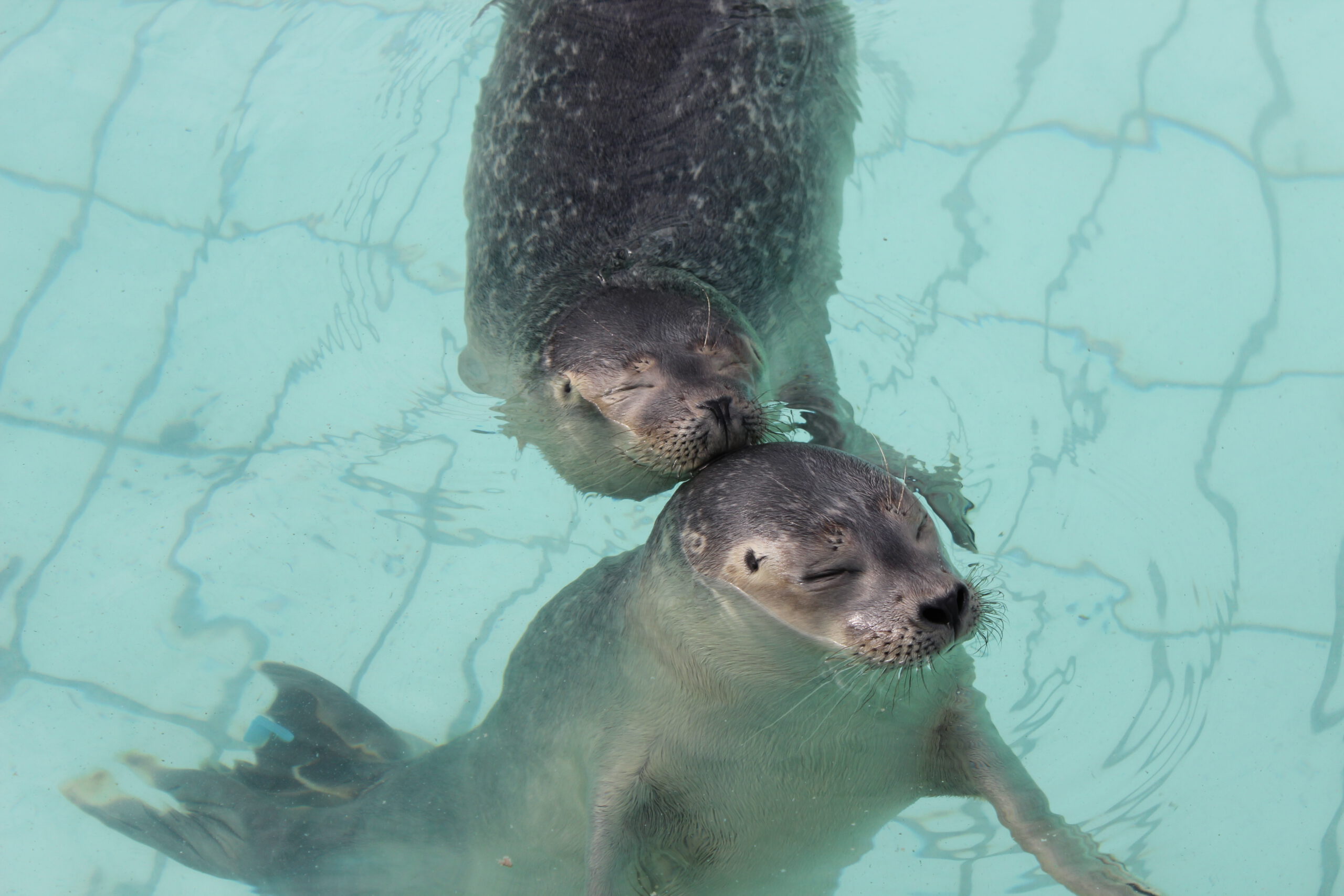 Twee gewone zeehondenpups begroeten elkaar in bad