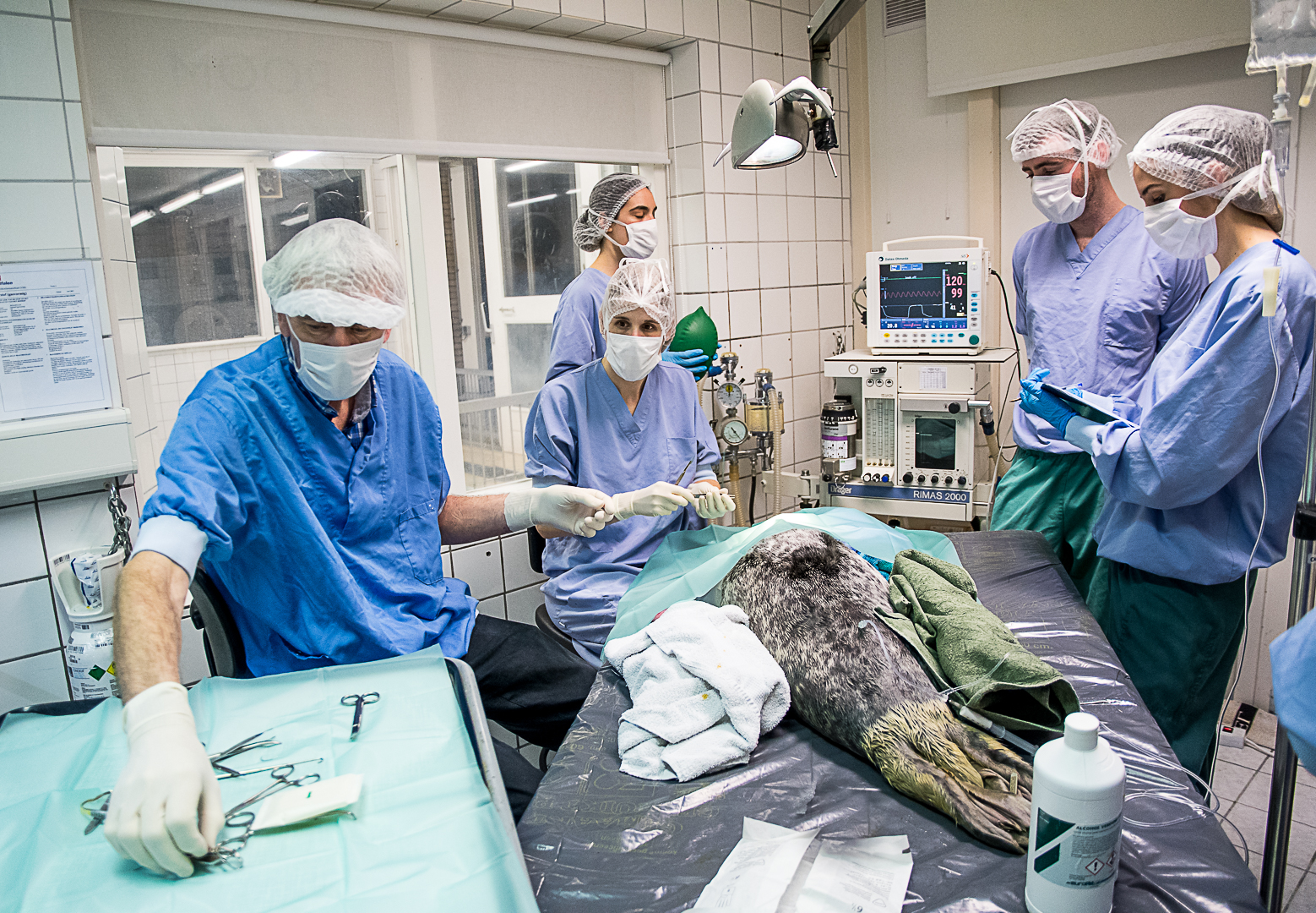 zeehondenziekenhuis operatie van een zeehond