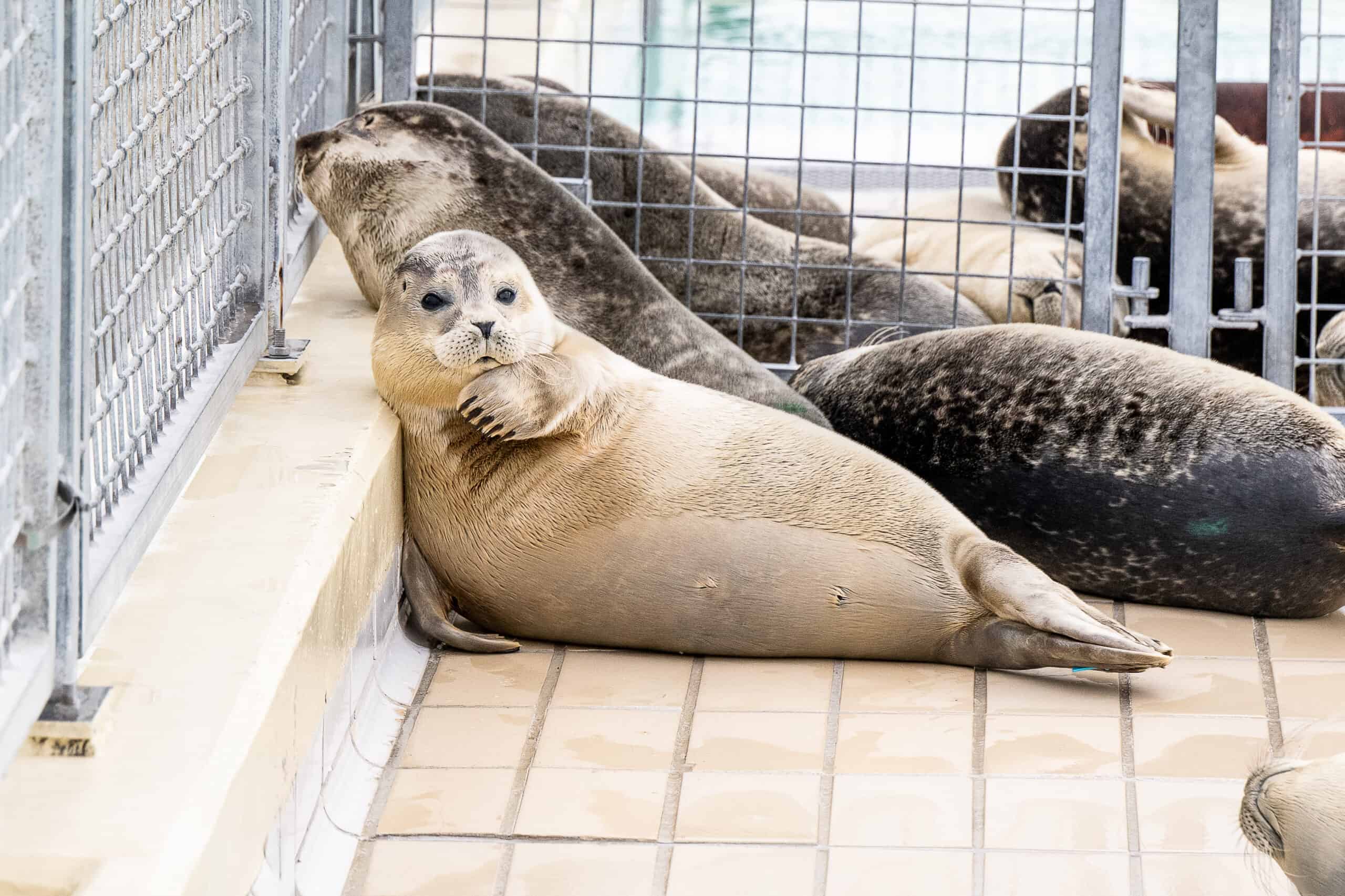 gewone zeehond in opvang rust uit