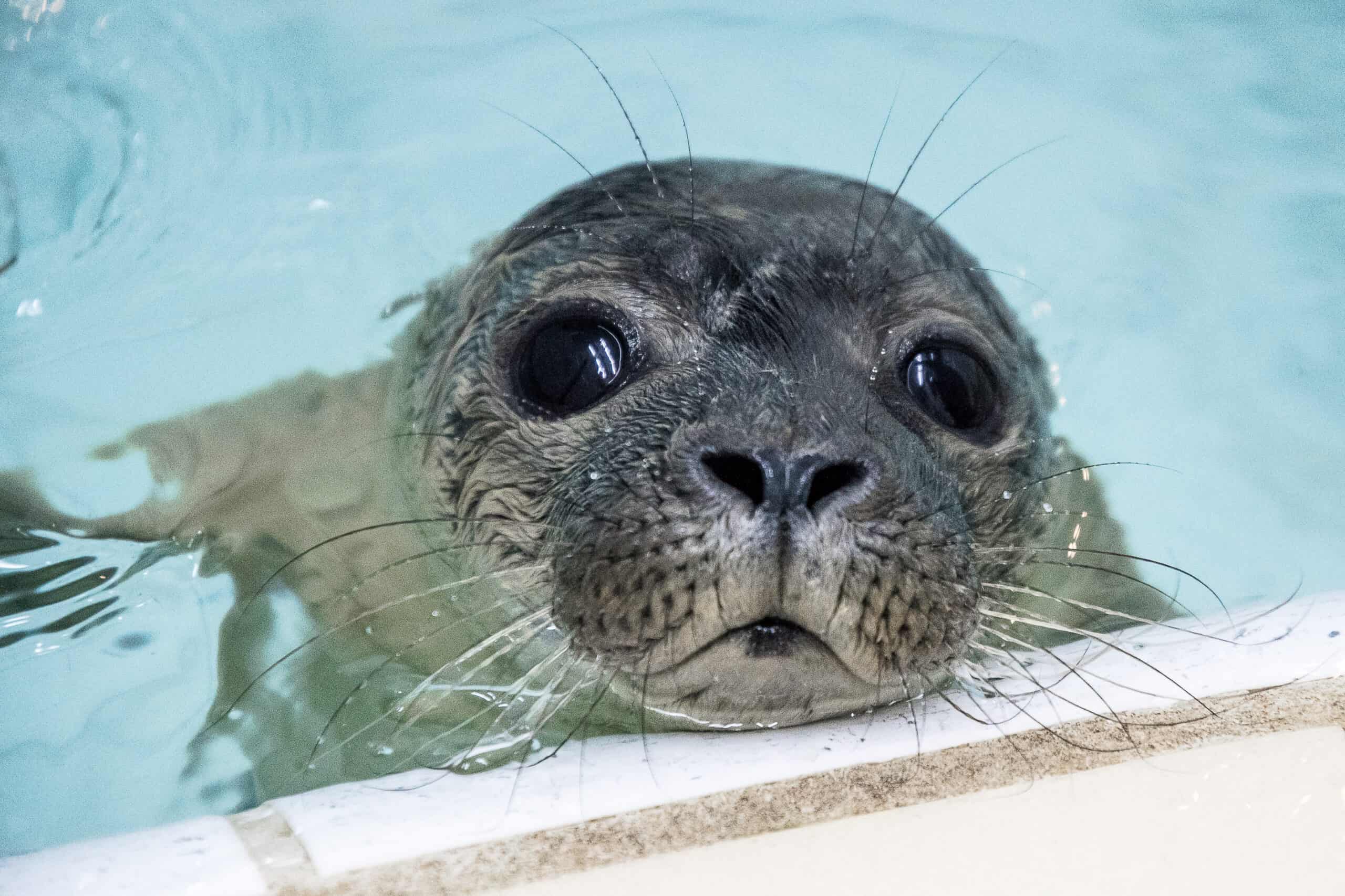 zeehond van dichtbij