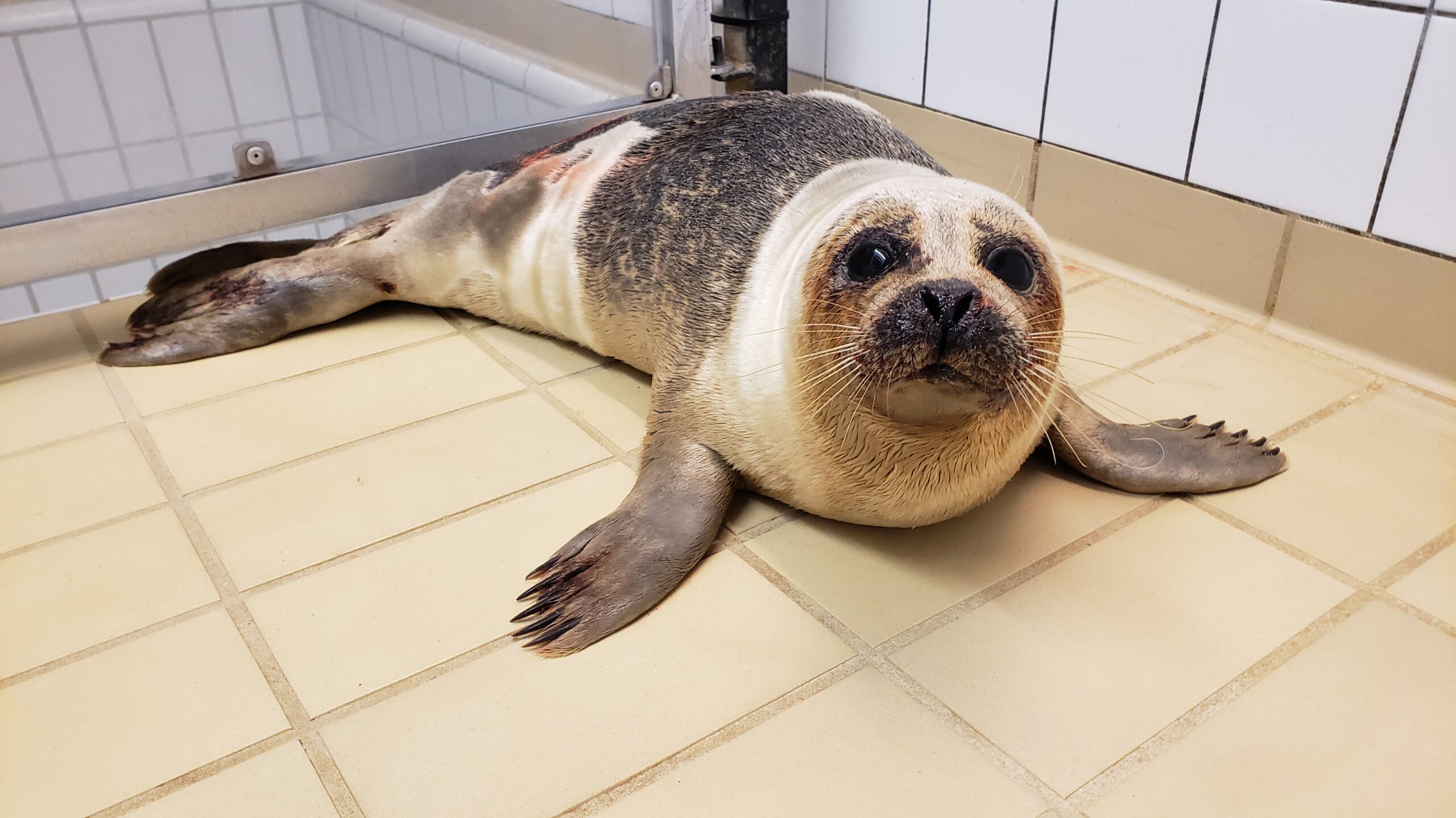 zeehond in quarantaine