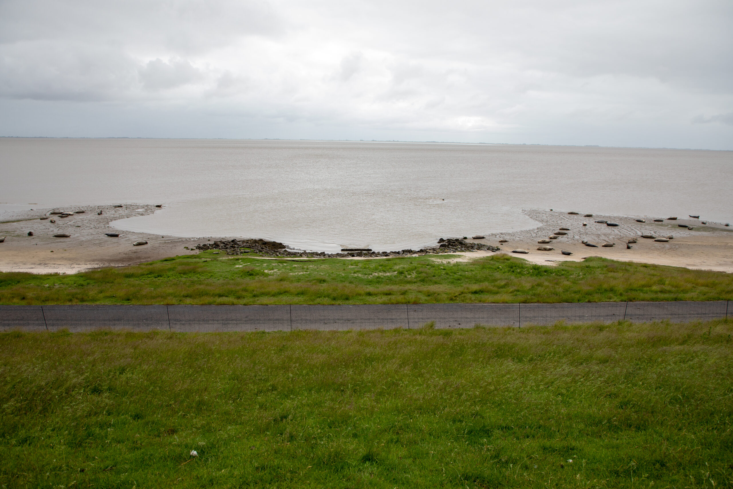 Onderzoek naar antibioticaresistentie bij zeehonden