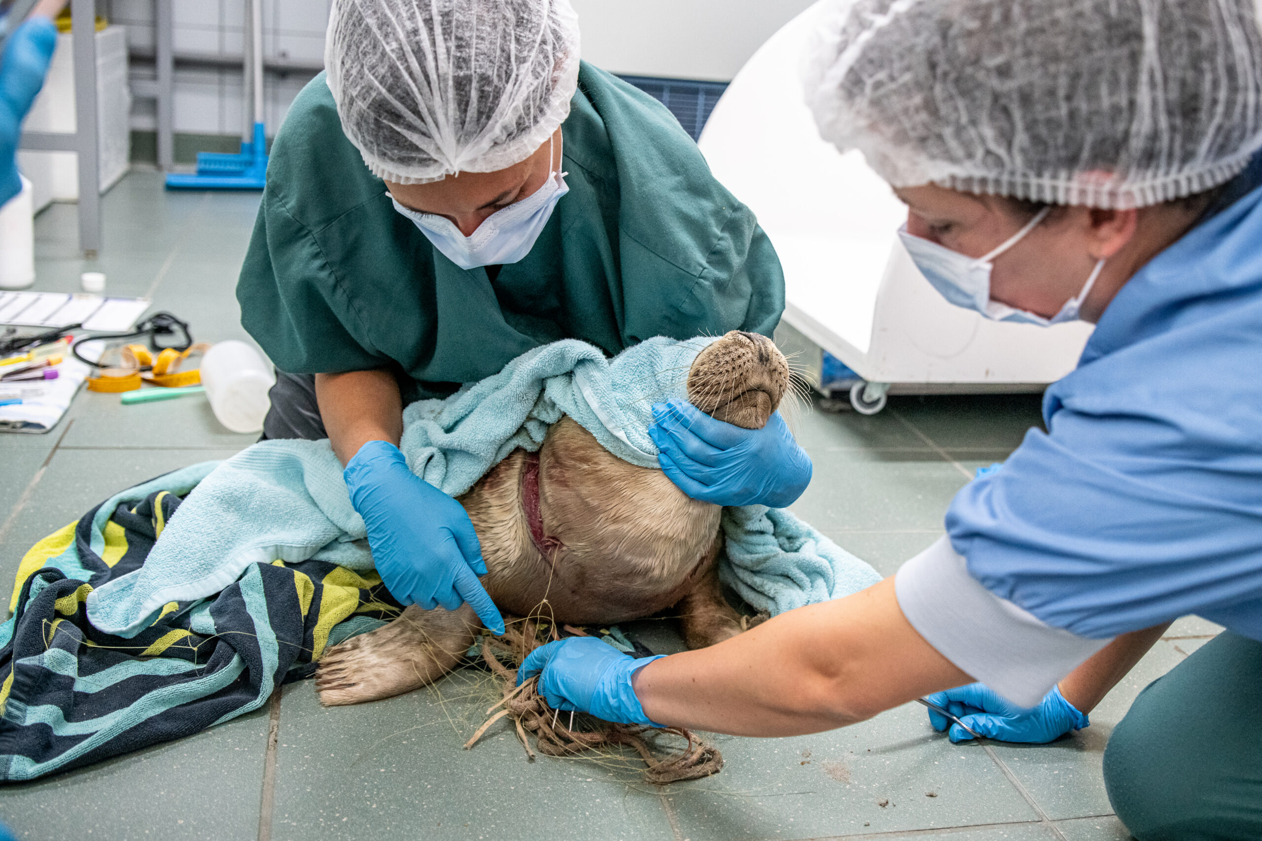 Verstrikte zeehond in zeehondenopvang