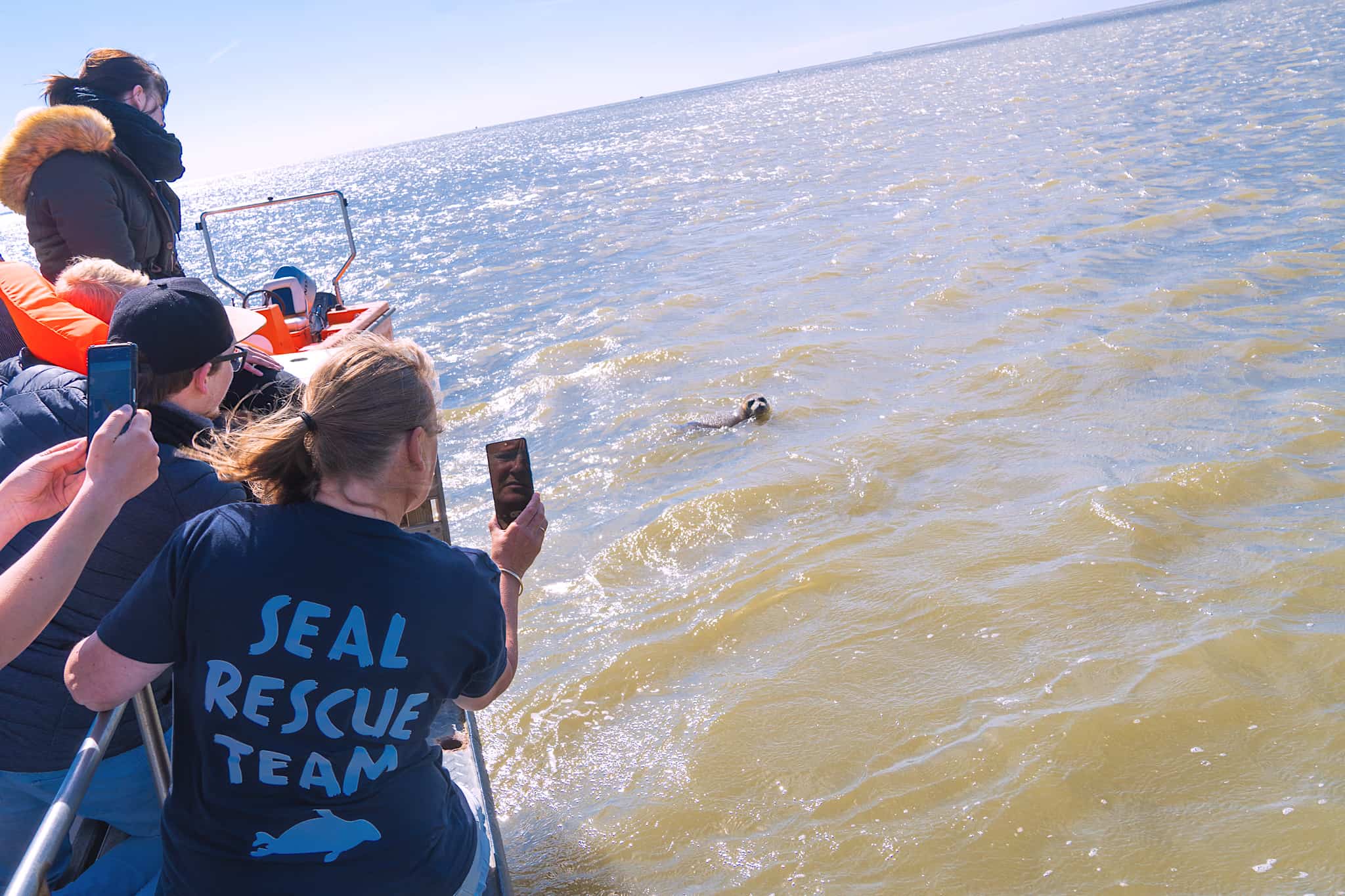 zeehond in de waddenzee tijdens vrijlating