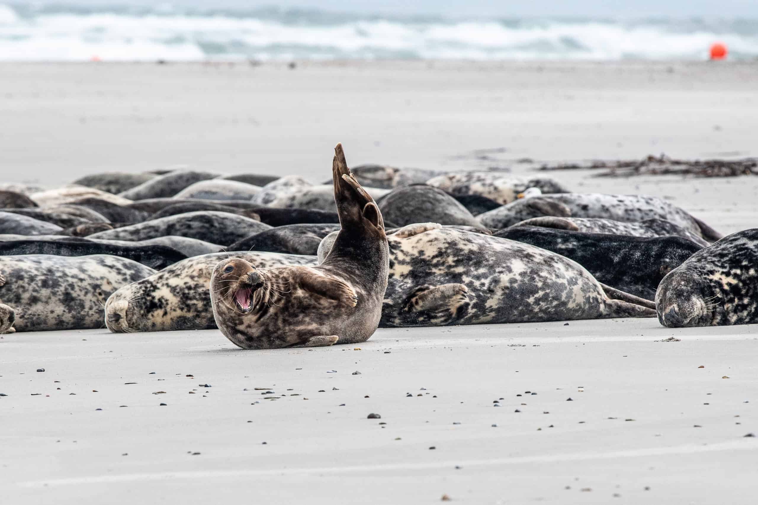 Grijze zeehonden rusten op het strand, grijze zeehond bananenhouding