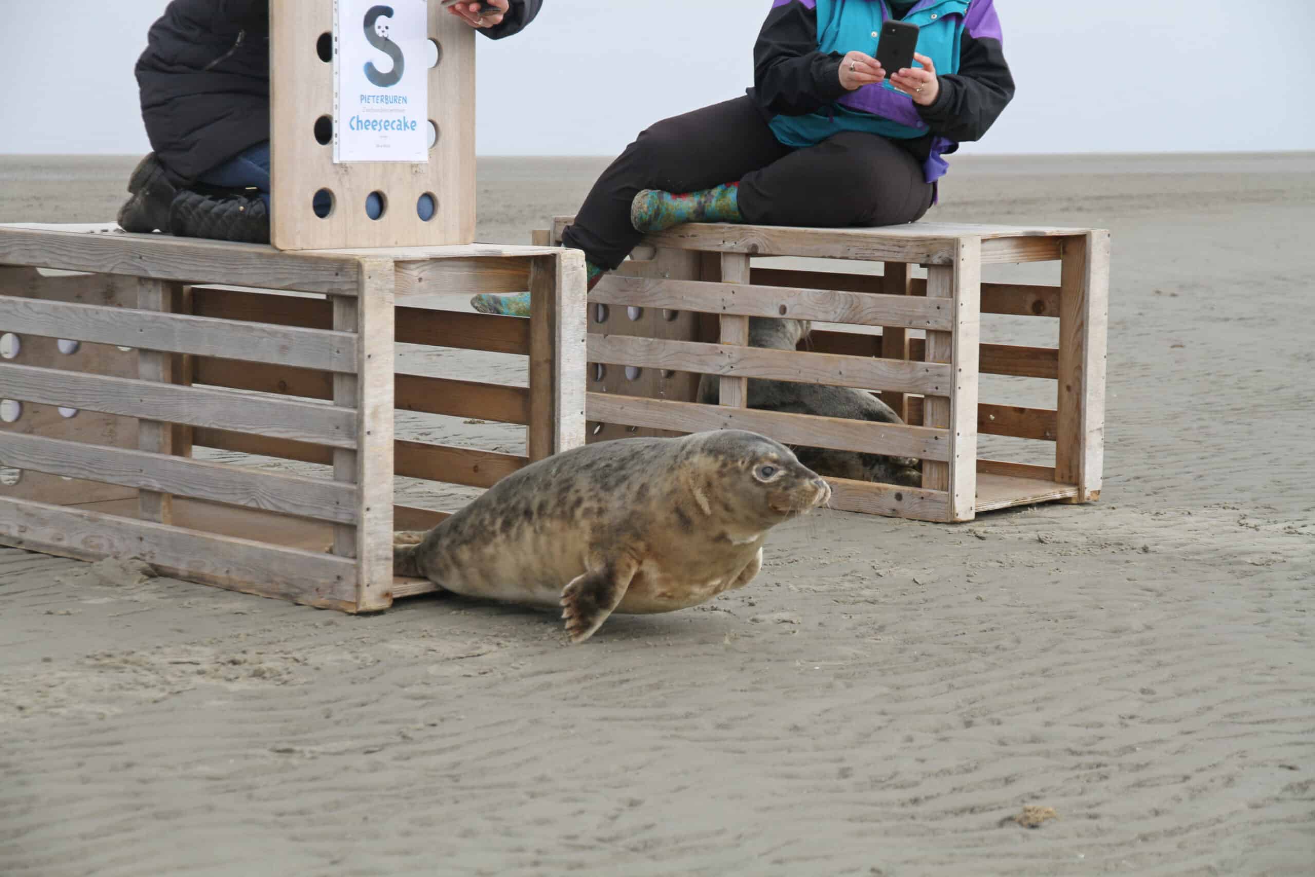 zeehond vliegt uit vrijlaatkist