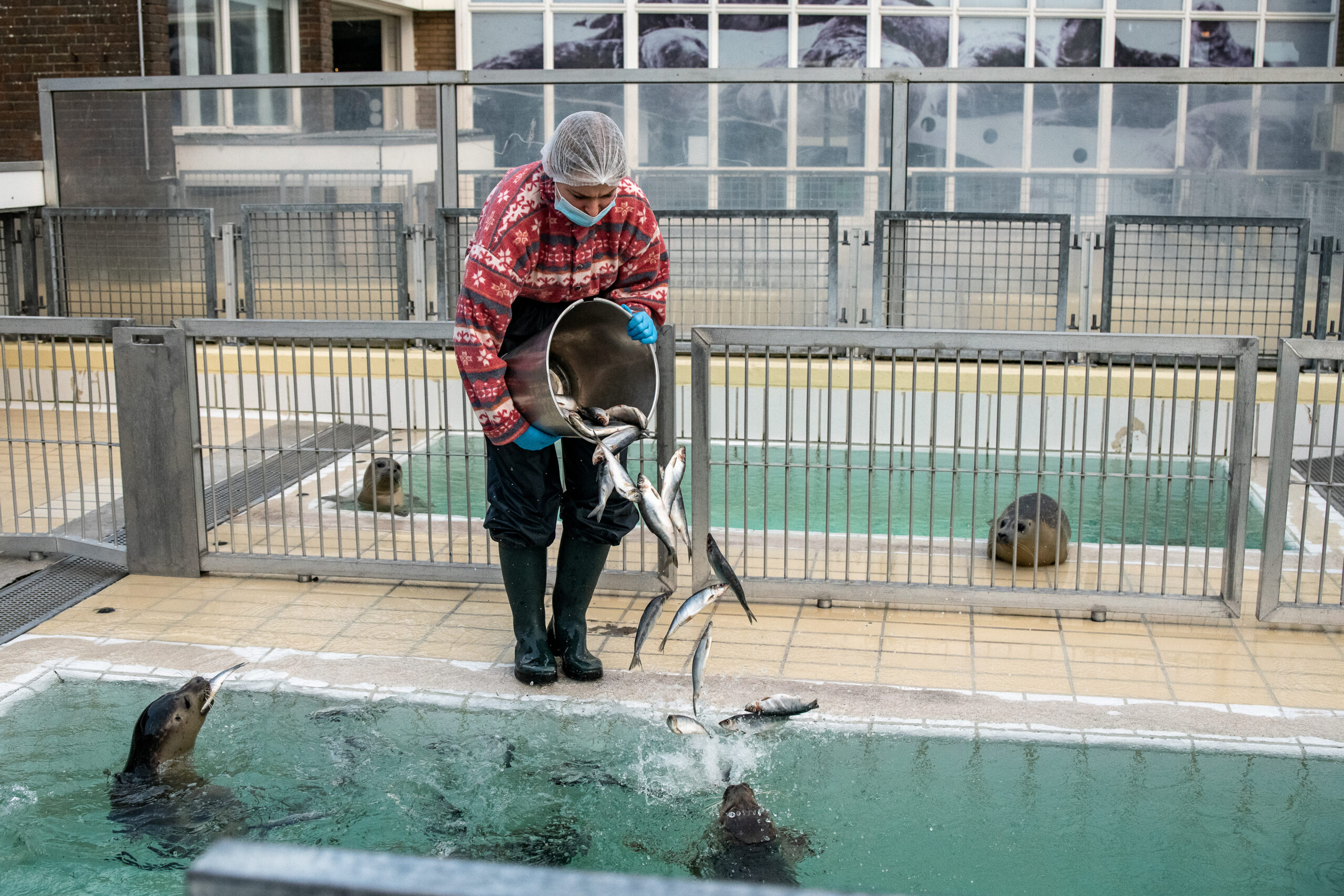 Emmer vis en zeehonden